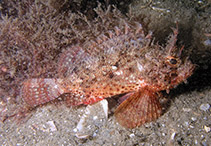 To FishBase images (<i>Scorpaena grandicornis</i>, USA, by Cox, C.D.)