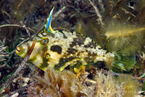 To FishBase images (<i>Scobinichthys granulatus</i>, Australia, by Groeneveld, R.)