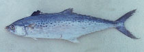 Image of Scomberomorus guttatus (Indo-Pacific king mackerel)