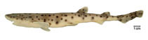 To FishBase images (<i>Scyliorhinus haeckelii</i>, Brazil, by Fischer, L.G.)