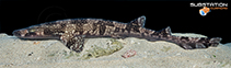 Image of Scyliorhinus hesperius (Whitesaddled catshark)