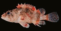 To FishBase images (<i>Scorpaenodes hirsutus</i>, Palau, by Randall, J.E.)