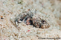 To FishBase images (<i>Scorpaena inermis</i>, Neth Antilles, by Honeycutt, K.)