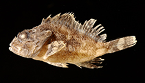 To FishBase images (<i>Scorpaenopsis insperatus</i>, Australia, by Carl Bento @ Australian Museum)