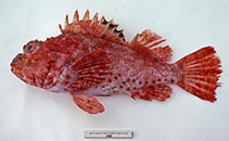 To FishBase images (<i>Scorpaena jacksoniensis</i>, Australia, by Graham, K.)