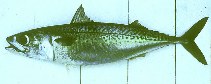 To FishBase images (<i>Scomber japonicus</i>, Chile, by Busse, K.)