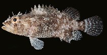 To FishBase images (<i>Scorpaenodes kelloggi</i>, Hawaii, by Randall, J.E.)