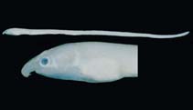 To FishBase images (<i>Schismorhynchus labialis</i>, Chagos Is., by Winterbottom, R.)