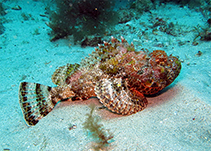To FishBase images (<i>Scorpaena laevis</i>, Cape Verde, by Wirtz, P.)