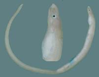 To FishBase images (<i>Scolecenchelys laticaudata</i>, Chagos Is., by Winterbottom, R.)