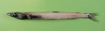 Image of Scopelosaurus lepidus (Blackfin waryfish)
