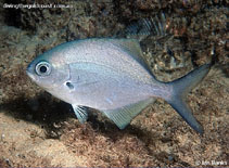 To FishBase images (<i>Scorpis lineolata</i>, Australia, by Banks, I.)
