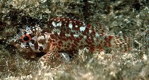 Image of Scorpaenodes evides (Cheekspot scorpionfish)