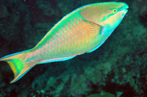 To FishBase images (<i>Scarus maculipinna</i>, Thailand, by Satapoomin, U.)