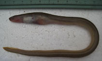 To FishBase images (<i>Scolecenchelys macroptera</i>, China, by Krumme, U.)