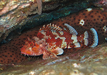 To FishBase images (<i>Scorpaena maderensis</i>, Madeira Is., by Wirtz, P.)