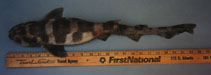 To FishBase images (<i>Scyliorhinus meadi</i>, USA, by Harris, M.)