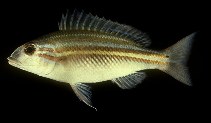 To FishBase images (<i>Scaevius milii</i>, Australia, by Randall, J.E.)