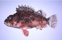 To FishBase images (<i>Scorpaena miostoma</i>, Japan, by Suzuki, T.)