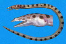 To FishBase images (<i>Scytalichthys miurus</i>, Panama, by Robertson, R.)