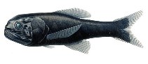 To FishBase images (<i>Scopelogadus mizolepis mizolepis</i>, by Welter-Schultes, F.)