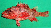 To FishBase images (<i>Scorpaenodes muciparus</i>, Pakistan, by Osmany, H.B.)