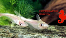 Image of Schilbe mystus (African butter catfish)