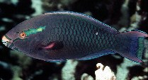 To FishBase images (<i>Scarus niger</i>, Australia, by Randall, J.E.)