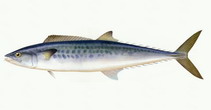 To FishBase images (<i>Scomberomorus niphonius</i>, by CAFS)