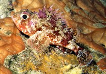 To FishBase images (<i>Scorpaena notata</i>, Spain, by Patzner, R.)