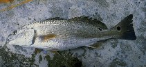 To FishBase images (<i>Sciaenops ocellatus</i>, USA, by Lovshin, L.)