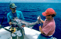 To FishBase images (<i>Scombrops oculatus</i>, Bahamas, by IGFA)