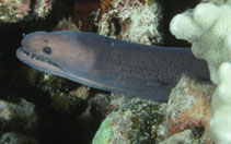 To FishBase images (<i>Uropterygius okinawae</i>, Hawaii, by Randall, J.E.)