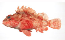 To FishBase images (<i>Scorpaena onaria</i>, Japan, by Suzuki, T.)