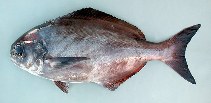 To FishBase images (<i>Schedophilus ovalis</i>, Azores Is., by Cambraia Duarte, P.M.N. (c)ImagDOP)