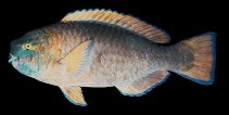 To FishBase images (<i>Scarus ovifrons</i>, Chinese Taipei, by Randall, J.E.)