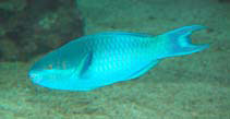To FishBase images (<i>Scarus oviceps</i>, New Caledonia, by Dubosc, J.)