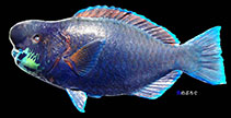 Image of Scarus ovifrons (Knobsnout parrotfish)