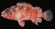 To FishBase images (<i>Scorpaenodes parvipinnis</i>, Egypt, by Randall, J.E.)