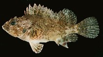 To FishBase images (<i>Scorpaena pascuensis</i>, Easter I., by Randall, J.E.)