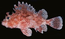 To FishBase images (<i>Scorpaena pele</i>, Hawaii, by Randall, J.E.)