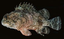 To FishBase images (<i>Parascorpaena picta</i>, Australia, by Randall, J.E.)