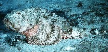To FishBase images (<i>Scorpaena plumieri plumieri</i>, Virgin Is. (US), by Randall, J.E.)