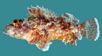 To FishBase images (<i>Scorpaenopsis possi</i>, Chagos Is., by Winterbottom, R.)
