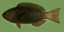 Image of Scarus prasiognathos (Singapore parrotfish)