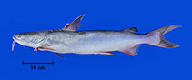 Image of Sciades proops (Crucifix sea catfish)