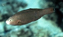 Image of Scarus psittacus (Common parrotfish)