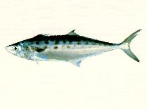 To FishBase images (<i>Scomberomorus queenslandicus</i>, by CSIRO)