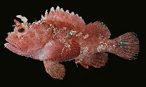 To FishBase images (<i>Scorpaenopsis pusilla</i>, Marquesas Is., by Randall, J.E.)