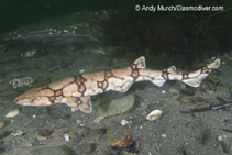 To FishBase images (<i>Scyliorhinus retifer</i>, by Murch, A.)